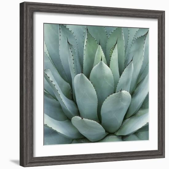 Agave Plant-Micha Pawlitzki-Framed Photographic Print