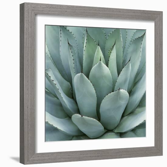 Agave Plant-Micha Pawlitzki-Framed Photographic Print