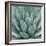 Agave Plant-Micha Pawlitzki-Framed Photographic Print