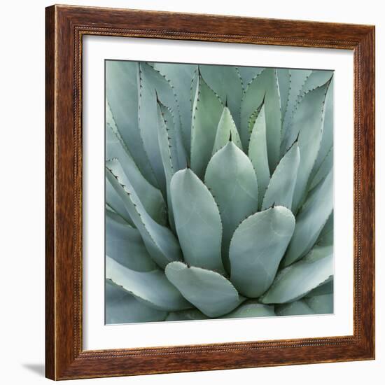 Agave Plant-Micha Pawlitzki-Framed Photographic Print