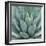 Agave Plant-Micha Pawlitzki-Framed Photographic Print