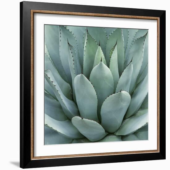 Agave Plant-Micha Pawlitzki-Framed Photographic Print