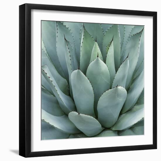 Agave Plant-Micha Pawlitzki-Framed Photographic Print