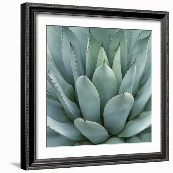 Agave Plant-Micha Pawlitzki-Framed Photographic Print