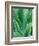 Agave Plant-Darrell Gulin-Framed Photographic Print