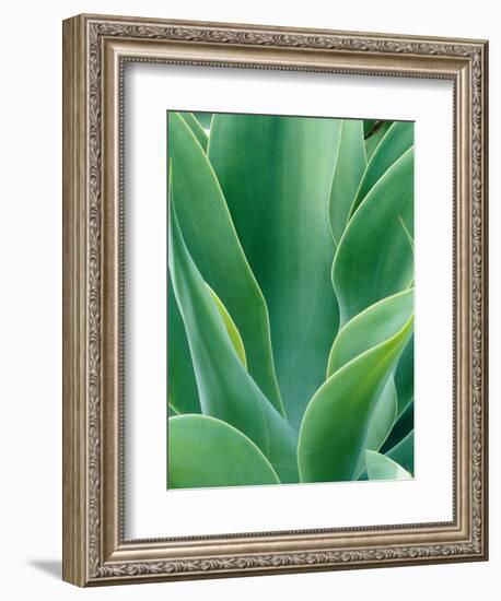 Agave Plant-Darrell Gulin-Framed Photographic Print