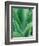 Agave Plant-Darrell Gulin-Framed Photographic Print