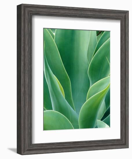 Agave Plant-Darrell Gulin-Framed Photographic Print