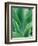 Agave Plant-Darrell Gulin-Framed Photographic Print