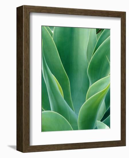 Agave Plant-Darrell Gulin-Framed Photographic Print