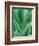 Agave Plant-Darrell Gulin-Framed Photographic Print