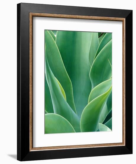 Agave Plant-Darrell Gulin-Framed Photographic Print