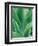 Agave Plant-Darrell Gulin-Framed Photographic Print