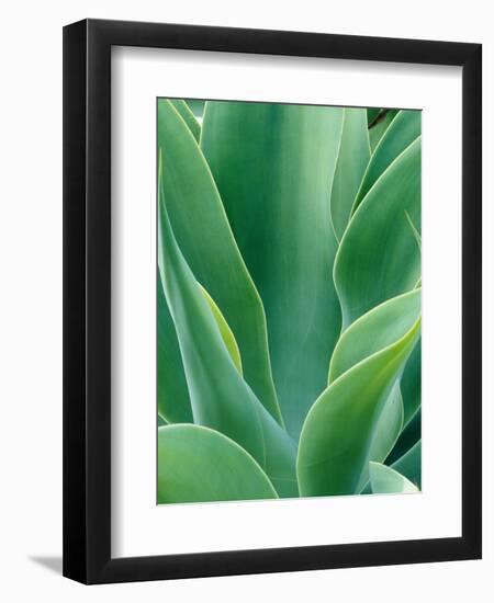 Agave Plant-Darrell Gulin-Framed Photographic Print