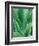 Agave Plant-Darrell Gulin-Framed Photographic Print