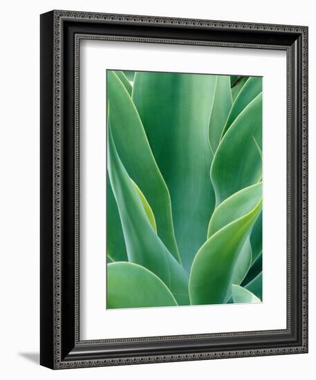 Agave Plant-Darrell Gulin-Framed Photographic Print