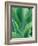 Agave Plant-Darrell Gulin-Framed Photographic Print