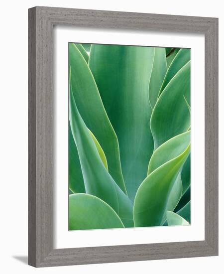 Agave Plant-Darrell Gulin-Framed Photographic Print