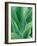 Agave Plant-Darrell Gulin-Framed Photographic Print