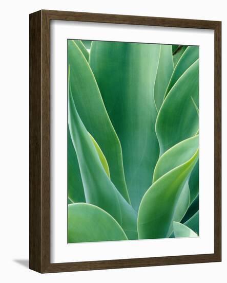 Agave Plant-Darrell Gulin-Framed Photographic Print