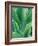 Agave Plant-Darrell Gulin-Framed Photographic Print