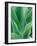 Agave Plant-Darrell Gulin-Framed Photographic Print