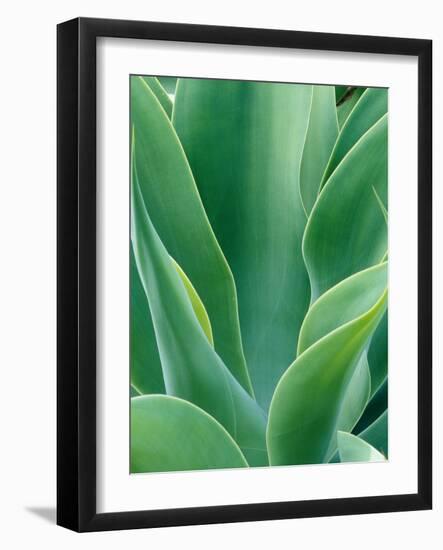 Agave Plant-Darrell Gulin-Framed Photographic Print