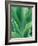 Agave Plant-Darrell Gulin-Framed Photographic Print