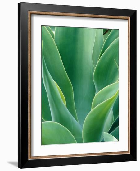 Agave Plant-Darrell Gulin-Framed Photographic Print