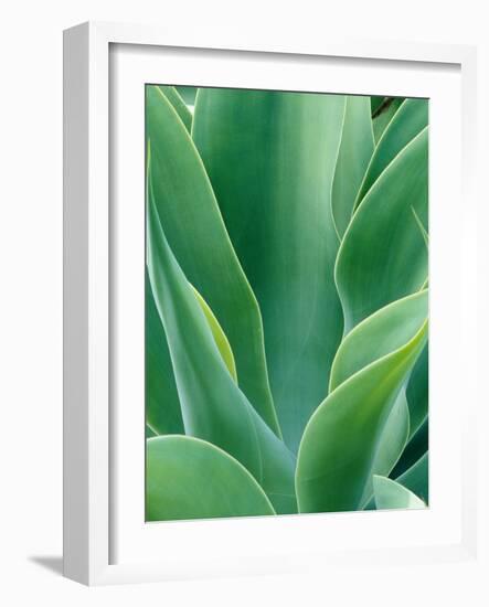 Agave Plant-Darrell Gulin-Framed Photographic Print