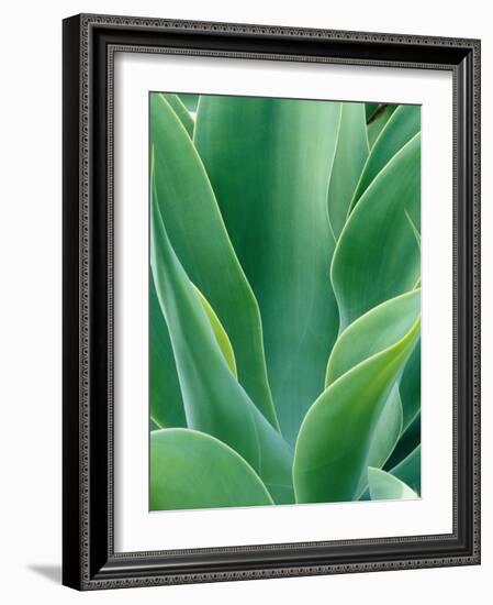 Agave Plant-Darrell Gulin-Framed Photographic Print