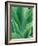 Agave Plant-Darrell Gulin-Framed Photographic Print
