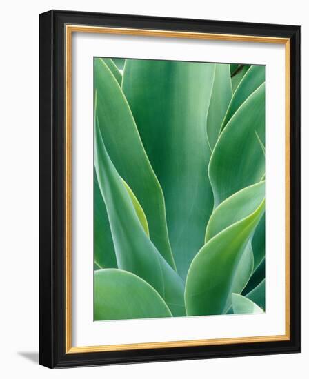 Agave Plant-Darrell Gulin-Framed Photographic Print