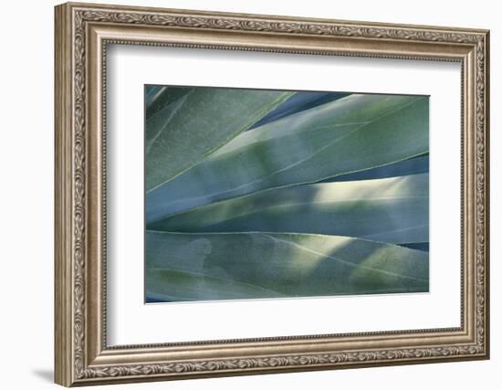 Agave Plant-DLILLC-Framed Photographic Print