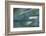 Agave Plant-DLILLC-Framed Photographic Print