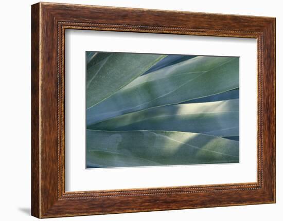 Agave Plant-DLILLC-Framed Photographic Print