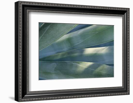 Agave Plant-DLILLC-Framed Photographic Print