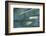 Agave Plant-DLILLC-Framed Photographic Print