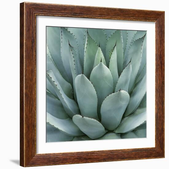 Agave Plant-Micha Pawlitzki-Framed Giclee Print