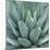 Agave Plant-Micha Pawlitzki-Mounted Giclee Print