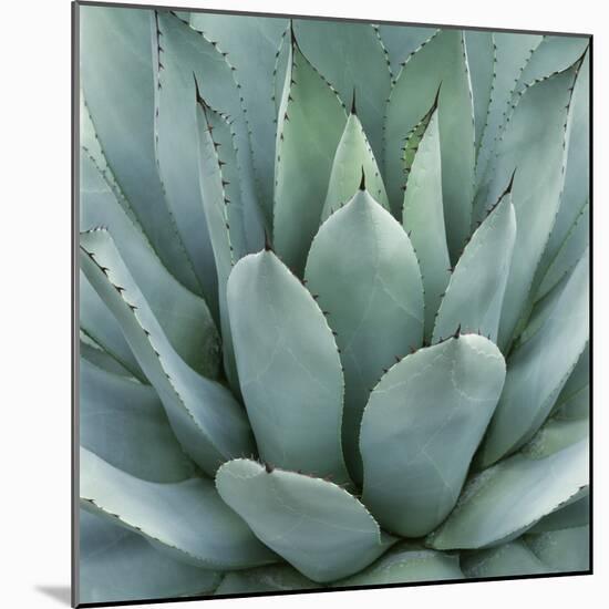 Agave Plant-Micha Pawlitzki-Mounted Giclee Print