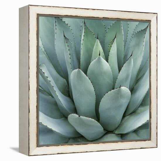 Agave Plant-Micha Pawlitzki-Framed Premier Image Canvas