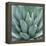 Agave Plant-Micha Pawlitzki-Framed Premier Image Canvas