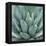 Agave Plant-Micha Pawlitzki-Framed Premier Image Canvas