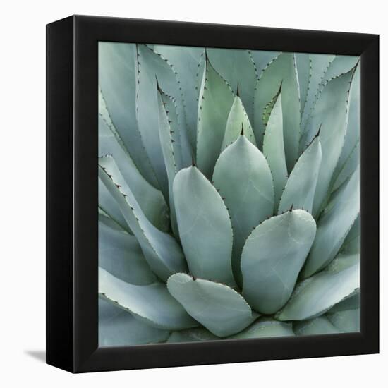 Agave Plant-Micha Pawlitzki-Framed Premier Image Canvas