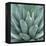 Agave Plant-Micha Pawlitzki-Framed Premier Image Canvas