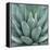 Agave Plant-Micha Pawlitzki-Framed Premier Image Canvas