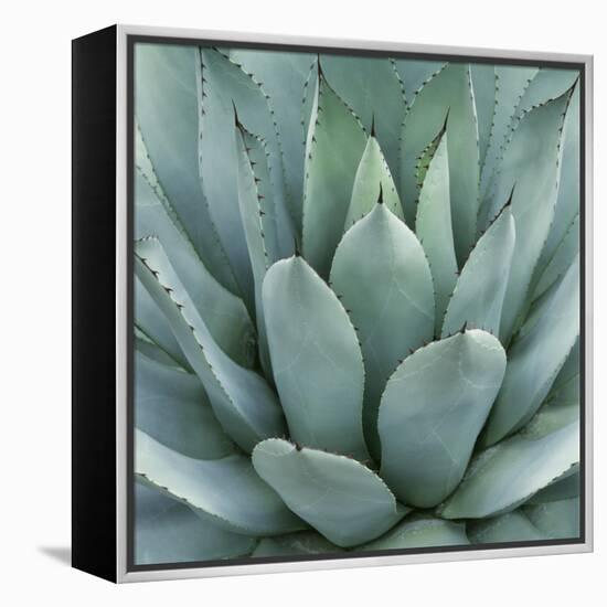 Agave Plant-Micha Pawlitzki-Framed Premier Image Canvas