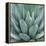 Agave Plant-Micha Pawlitzki-Framed Premier Image Canvas