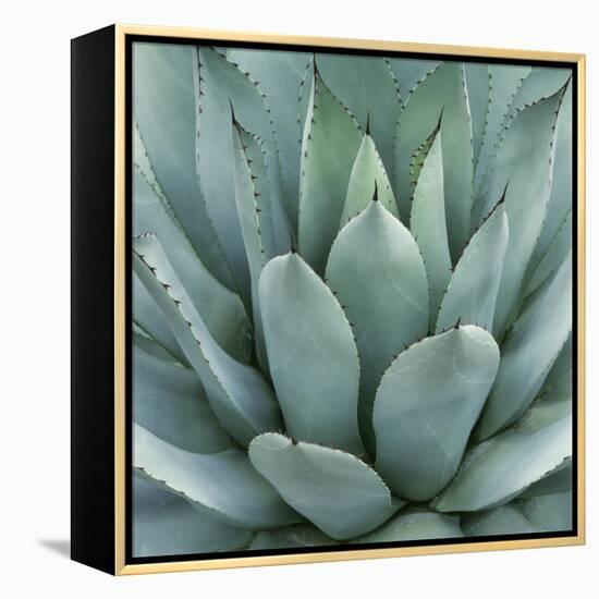 Agave Plant-Micha Pawlitzki-Framed Premier Image Canvas